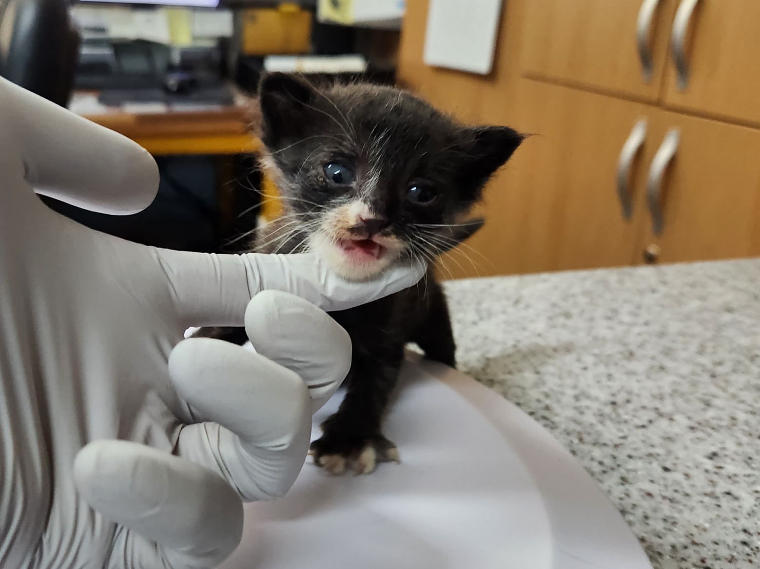 한국 고양이 이미지 파일 입니다.